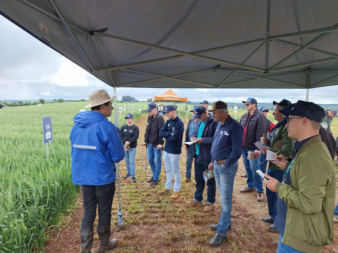 Cotricampo reforça compromisso com a qualidade da safra de trigo durante Dia de Campo