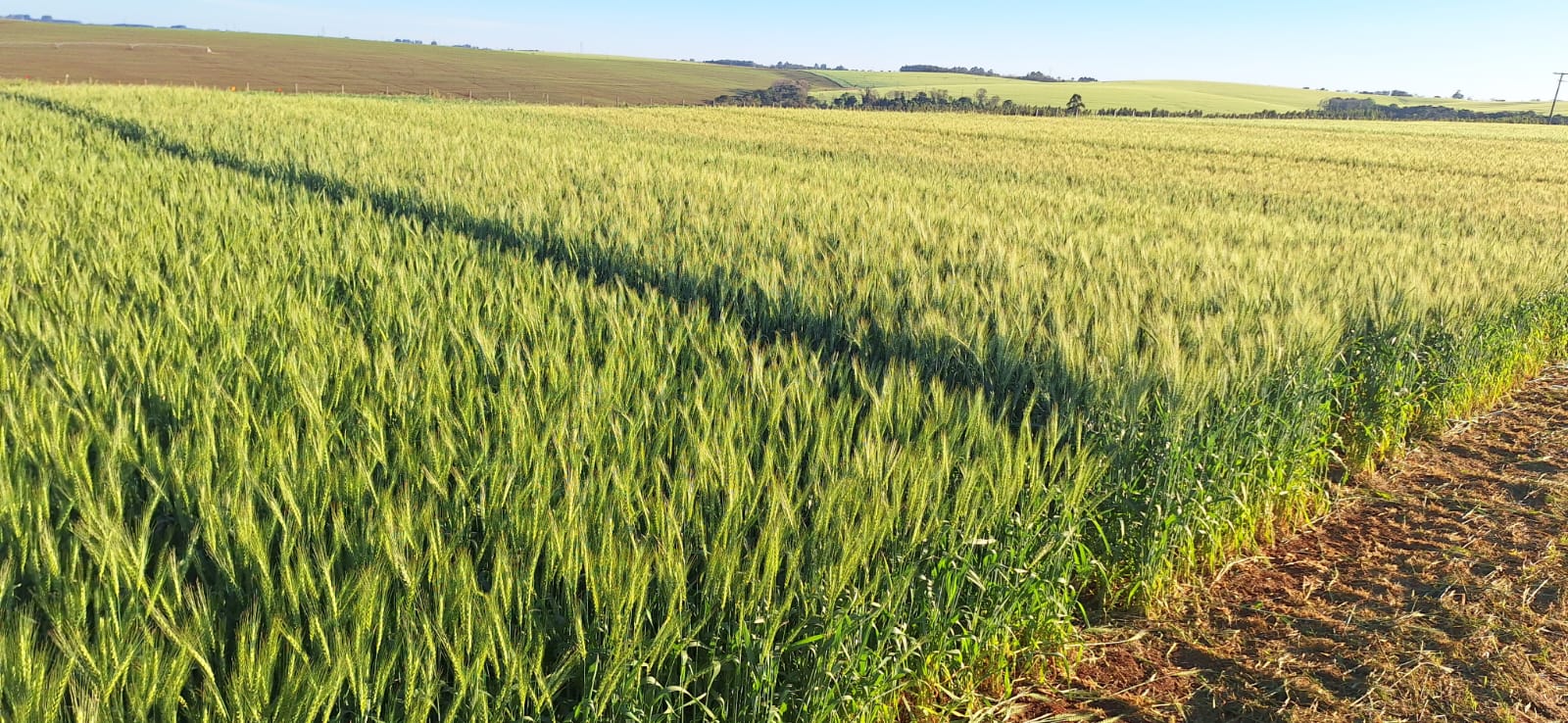 DIA DE CAMPO TRIGO 2024 DA COTRICAMPO É ADIADO PARA SEXTA-FEIRA, DIA 27